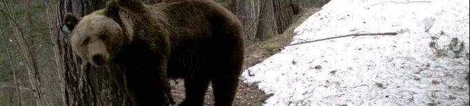 Nou atac de l’ós Goiat a Aran, que devora una altra ovella dins d’un camp clos