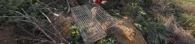 Agricultura autoritza caçar conills en 59 vedats de sis comarques per reduir danys al camp