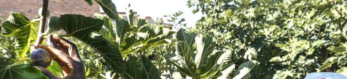 Lleida arranca les campanyes de la recollida de figues i de conference