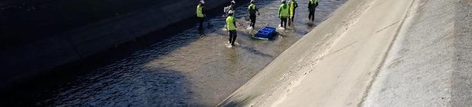 Rescat de peixos abans de buidar el canal de Seròs