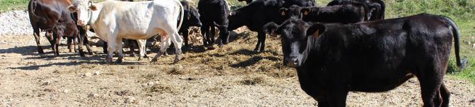 Unió de Pagesos demana a Agricultura mesures per reduir l'impacte de la crisi de la covid-19 al sector boví