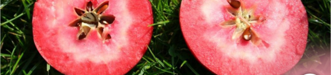 La UdL estudia els beneficis de la poma de polpa vermella en la salut cardiovascular