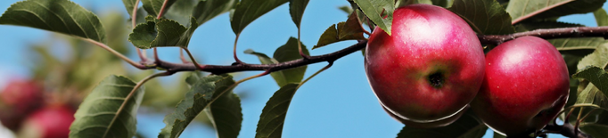 Catalunya incrementa la producció de poma i disminueix la de pera respecte al 2020
