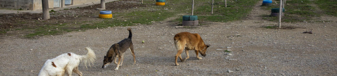 Més adopcions en pandèmia