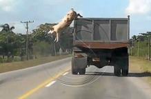 Un porc que salta d'un camió, estrella a la xarxa