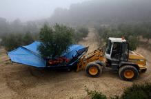 Lleida ja recol·lecta les olives