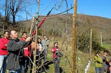 Curs de poda a la muntanya, davant l'interès per plantar pomeres