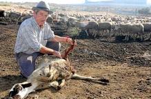 Tercer atac dels gossos salvatges contra un ramat d'ovelles a Seròs