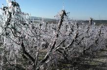 Les gelades castiguen de nou fruiters del Segrià