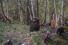 Dos cadells d’ós més a Lladorre, pocs dies abans d’introduir un nou mascle