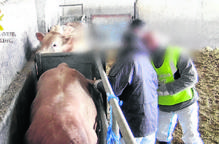 Immobilitzat durant mesos bestiar de Lleida per fals engreix il·legal
