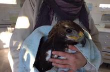 Recuperen un exemplar d’àguila reial electrocutada a Soses