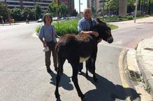 Un burro a la fuga es passeja per Lleida