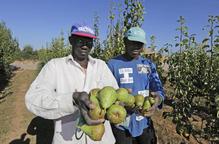 Lleida recull les primeres peres conference marcades pels bons calibres del fruit