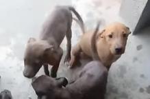 Soses es fa càrrec d’una llorigada de gossos abandonats