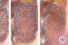 Els porcs amb una variant en el gen de la leptina mengen més i produeixen menys carn, segons la UdL