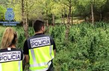 ⏯️ Desmantellada una plantació de marihuana a la Noguera Ribagorçana i el seu centre d'operacions a Lleida