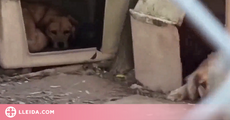 ⏯️ VÍDEO | La denúncia d'una presó per a gossos a la Noguera