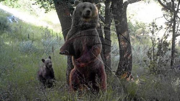 Agricultura confirma cinc nous cadells d'ós enguany