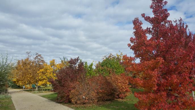 L'Arborètum, un espai on gaudir i observar la diversitat vegetal