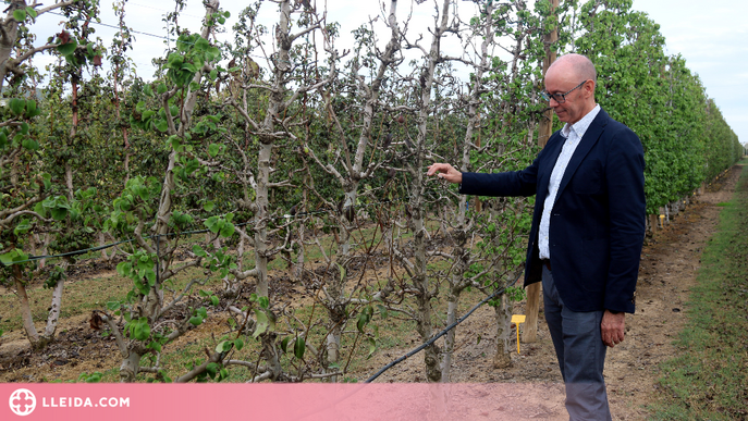 ⏯️ Un assaig de l'IRTA explora diverses estratègies de gestió dels fruiters en situacions de sequera extrema