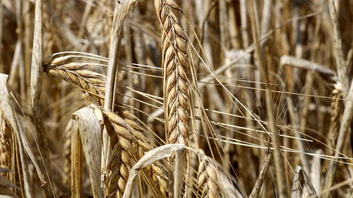 ⏯️ Les pèrdues al cereal de secà per la sequera arriben als 3.600 quilos per hectàrea