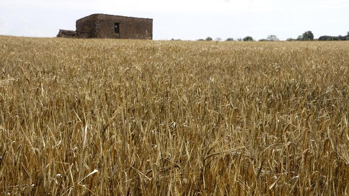 ⏯️ Les pèrdues al cereal de secà per la sequera arriben als 3.600 quilos per hectàrea