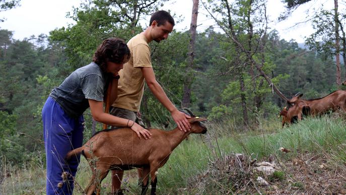 ⏯️ Neix el primer Espai Test ramader de Catalunya per facilitar l'accés dels joves al sector primari