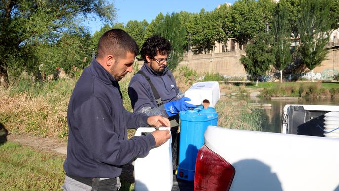 ⏯️ S'avança dues setmanes la fumigació contra la mosca negra a Lleida per les queixes de picades a les Firetes