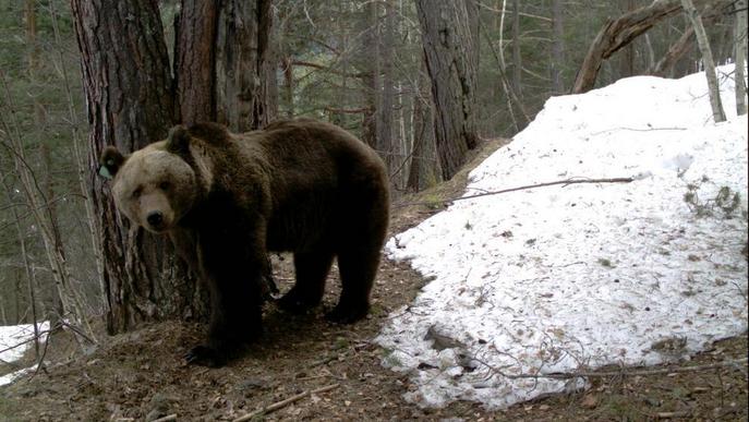 Nou atac de l’ós Goiat a Aran, que devora una altra ovella dins d’un camp clos