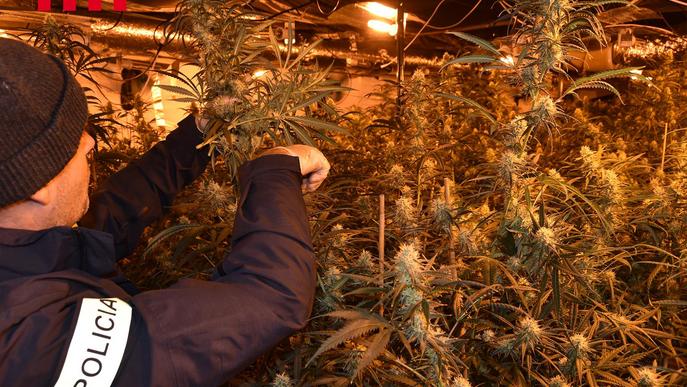 Desarticulen un grup criminal que cultivava entre quatre i cinc plantacions de marihuana l'any