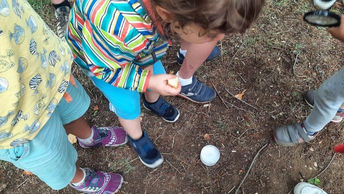 Els insectes del Parc de la Mitjana, protagonistes de les Ecoactivitats