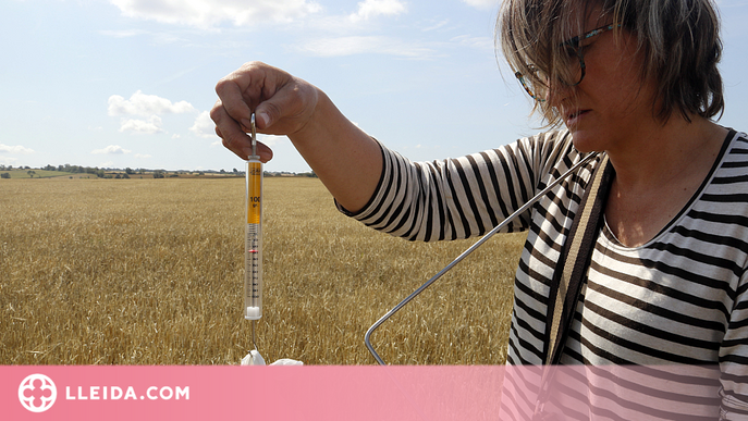 ⏯️ Les pèrdues al cereal de secà per la sequera arriben als 3.600 quilos per hectàrea