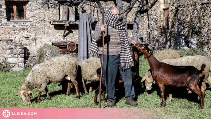 ⏯️ Llana de ramats de l'Alt Urgell i d'Andorra per posar en valor la cultura popular del Pirineu