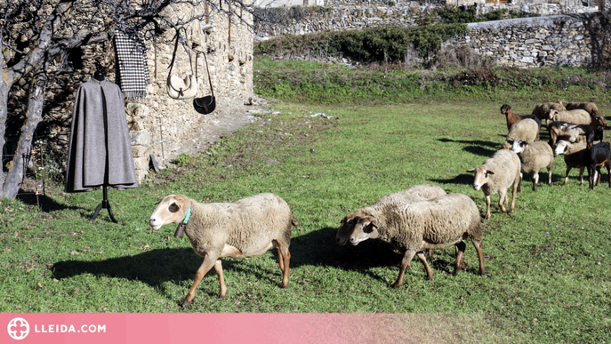 ⏯️ Llana de ramats de l'Alt Urgell i d'Andorra per posar en valor la cultura popular del Pirineu